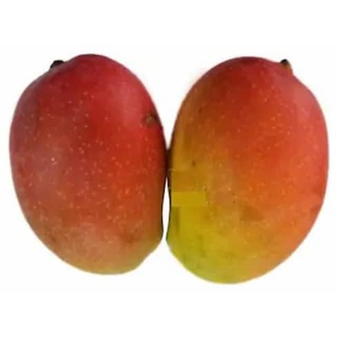 Mango Sundari
